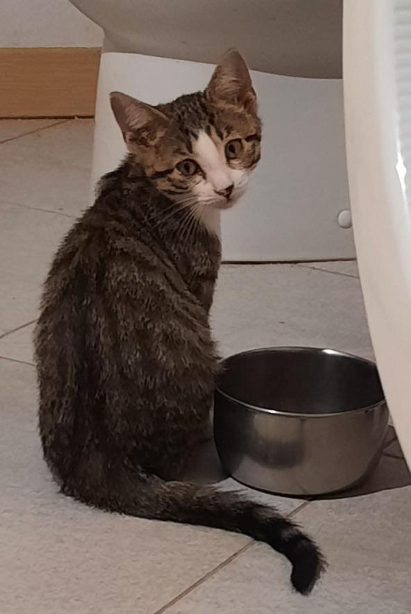 Ginetta, ultima cucciola della sua famiglia Foto 2